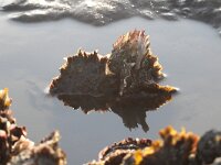 Crassostrea gigas 12, Japanse oester, Saxifraga-Foto Fitis-Sytske Dijksen