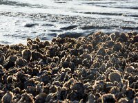 Crassostrea gigas 13, Japanse oester, Saxifraga-Foto Fitis-Sytske Dijksen