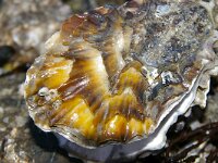 Crassostrea gigas 15, Japanse oester, Saxifraga-Foto Fitis-Sytske Dijksen