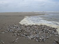 Ensis leei 15, Amerikaanse zwaardschede,  Saxifraga-Willem van Kruijsbergen