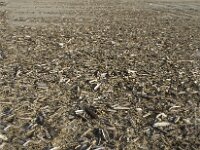 Ensis leei 3, Amerikaanse zwaardschede, Saxifraga-Jan van der Straaten