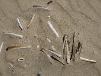 Ensis leei 6, Amerkiaanse zwaardschede, Saxifraga-Jan van der Straaten