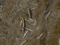 Ensis leei 7, Amerkiaanse zwaardschede, Saxifraga-Jan van der Straaten