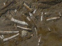 Ensis leei 8, Amerkiaanse zwaardschede, Saxifraga-Jan van der Straaten