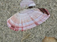 Gari fervensis 2, Geplooide zonneschelp, Saxifraga-Foto Fitis-Sytske Dijksen