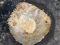 Heteranomia squamula 2, Schilferige dekschelp, Saxifraga-Foto Fitis-Sytske Dijksen