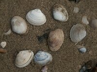 Ruditapes philippinarum 3, Filipijnse tapijtschelp, Saxifraga-Jan van der Straaten