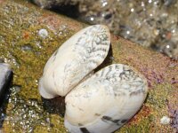 Ruditapes philippinarum 6, Filipijnse tapijtschelp, Saxifraga-Foto Fitis-Sytske Dijksen