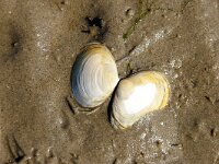 Scrobicularia plana 3, Platte slijkgaper, Saxifraga-Foto Fitis-Sytske Dijksen