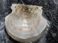 Similipecten similis 2, Kleine glasmantel, Saxifraga-Foto Fitis-Sytske Dijksen