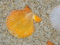 Aequipecten opercularis 2, Wijde mantel, Saxifraga-Foto Fitis-Sytske Dijksen