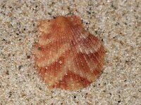 Aequipecten opercularis 4, Wijde mantel, Saxifraga-Foto Fitis-Sytske Dijksen