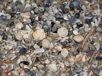 Bivalvia sp 2, Saxifraga-Foto Fitis-Sytske Dijksen