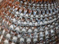 Cerastoderma edule 8, Kokkel detail, Saxifraga-Foto Fitis-Sytske Dijksen