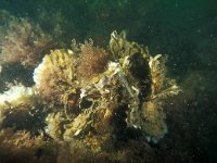 Crassostrea gigas 1, Japanse oester, Saxifraga-Eric Gibcus