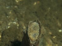 Ensis leei, American Jack Knife Clam
