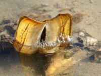 Ensis leei 17, Amerikaanse zwaardschede, Saxifraga-Foto Fitis-Sytske Dijksen