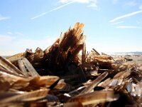 Ensis leei 19, Amerikaanse zwaardschede, juv, Saxifraga-Foto Fitis-Sytske Dijksen