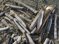 Ensis leei 2, Amerikaanse zwaardschede, Saxifraga-Jan van der Straaten