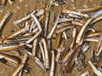 Ensis leei 4, Amerikaanse zwaardschede, Foto Fitis-Sytske Dijksen