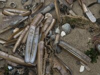 Ensis leei 9, Amerikaanse zwaardschede, Saxifraga-Jan van der Straaten