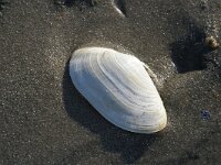 Mya arenaria 4, Strandgaper, Saxifraga-Foto Fitis-Sytske Dijksen