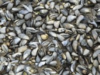 Blue mussels (Mytilus edulis), dead and alive, on beach run dry  Mytilus edulis; on beach run dry : alive, beach, blue mussel, closed, common mussel, dead, many, mussel, mussel bank, mussel bed, mussels, Mytilus edulis, numerous, togetherness
