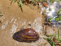 Unio tumidus 2, Bolle stroommossel, Saxifraga-Ben Delbaere