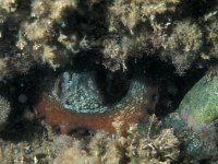 Octopus vulgaris 2, Achtarm, Saxifraga-Eric Gibcus