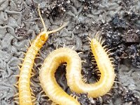 Stigmatogaster subterranea 6, Grote aardkruiper, Saxifraga-Ben Delbaere