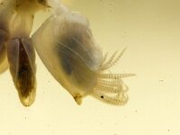 Dosima fascicularis 3, Geplooide eendenmossel, Saxifraga-Foto Fitis-Sytske Dijksen