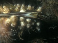 Elminius modestus 1, Nieuw-Zeelandse zeepok, Saxifraga-Eric Gibcus