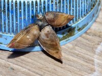 Lepas pectinata 3, Ruwe eendenmossel, Saxifraga-Foto Fitis-Sytske Dijksen