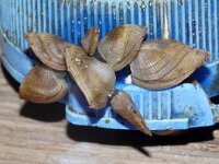 Lepas pectinata 4, Ruwe eendenmossel, Saxifraga-Foto Fitis-Sytske Dijksen