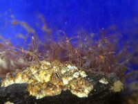 Semibalanus balanoides 3, Gewone zeepok, Saxifraga-Foto Fitis-Sytske Dijksen