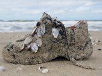 Lepas anatifera 4, Grote eendenmossel, Saxifraga-Foto Fitis-Sytske Dijksen