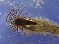 Lepas anatifera 5, Grote eendenmossel, Saxifraga-Foto Fitis-Sytske Dijksen