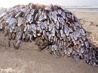 Lepas anatifera 7, Grote eendenmossel, Saxifraga-Foto Fitis-Sytske Dijksen
