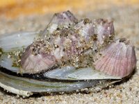 Perforatus perforatus 4 Vulkaantje, Saxifraga-Foto Fitis-Sytske Dijksen