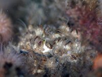 Semibalanus balanoides 2, Gewone zeepok, Saxifraga-Foto Fitis-Sytske Dijksen