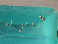 Semibalanus balanoides 4, Gewone zeepok, Saxifraga-Foto Fitis-Sytske Dijksen