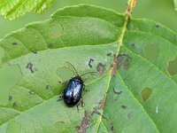 Agelastica alni 16, Elzenhaantje, Saxifraga-Tom Heijnen