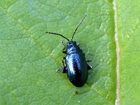 Altica 2, Saxifraga-Tom Heijnen