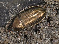 Amara aenea #12994 : Amara aenea, Common sun beetle, Bronskleurige glansloopkever