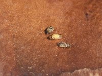 Anthrenus verbasci 1, Gewone tapijtkever, also larva and pupa, Saxifraga-Frits Bink