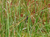Aromia moschata 19, Muskusboktor, Saxifraga-Hans Grotenhuis
