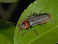 Cantharis fusca #07488 : Cantharis fusca, Donker soldaatje