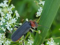 Cantharis fusca 6, Donker soldaatje, Saxifraga-Ben Delbaere  IICSA���II