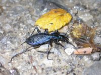 Carabus intricatus, Blue Ground Beetle