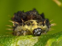 Cassida sp 3, Schildpadtor sp, Saxifraga-Ab H Baas